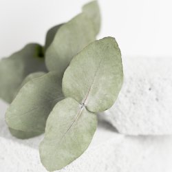 Eucalyptus Foot Cream - Eucalyptus Fodcreme - ProNails - 250 ml